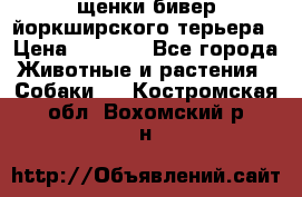 щенки бивер йоркширского терьера › Цена ­ 8 000 - Все города Животные и растения » Собаки   . Костромская обл.,Вохомский р-н